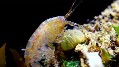 小甲壳纲动物属gammarus抓住了小海葵<strong>入侵</strong>者黑色的海迪亚杜梅内利纳塔敖德萨湾